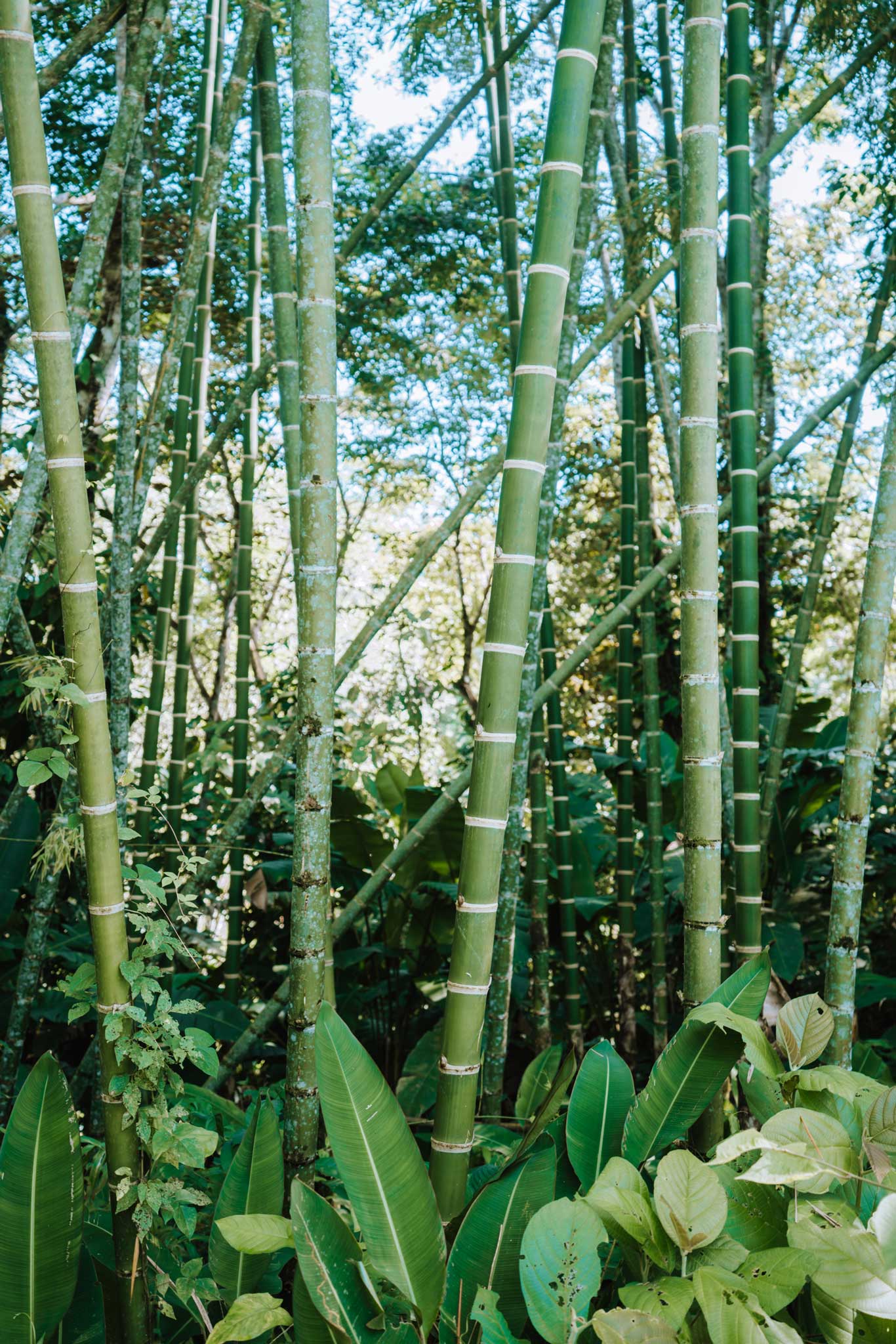 Finca Tierra Permaculture Design Course bamboo