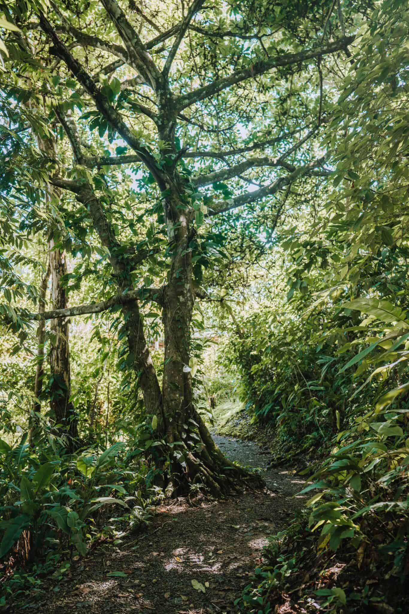 Finca Tierra Permaculture Design Course forest path