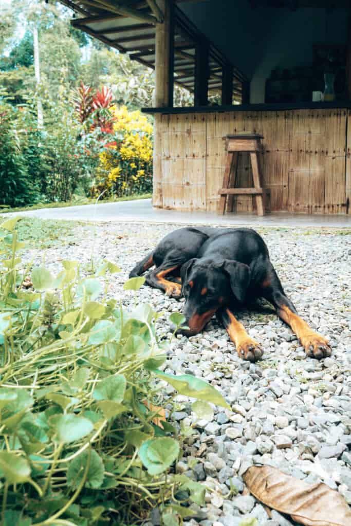 Finca Tierra Permaculture Design Course Dog