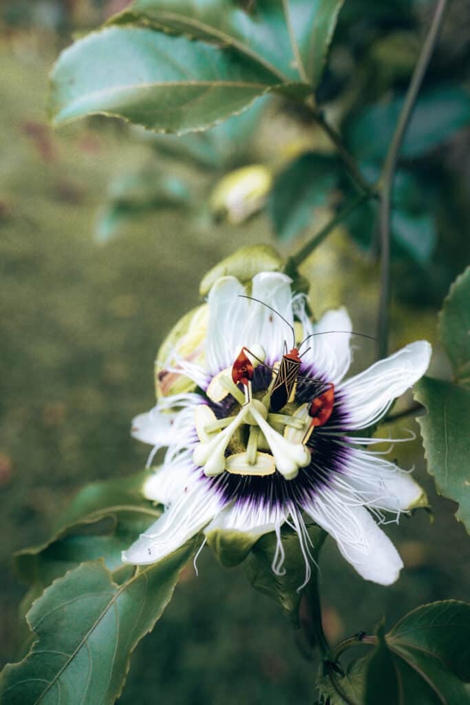 Finca Tierra Permaculture Design Course Passion fruit blossom