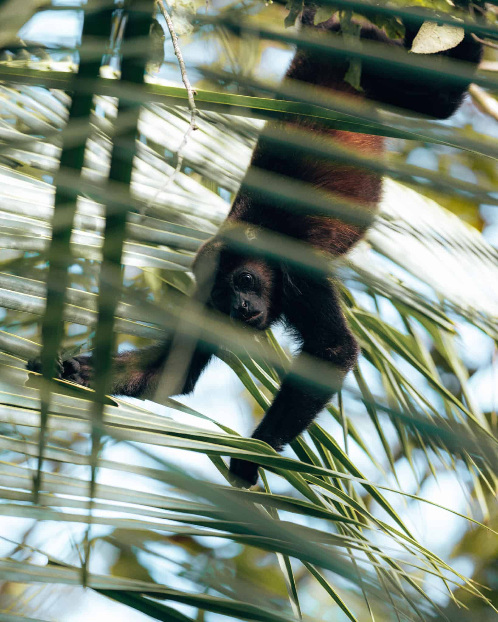 Howler Monkey Deforestation Blog Post