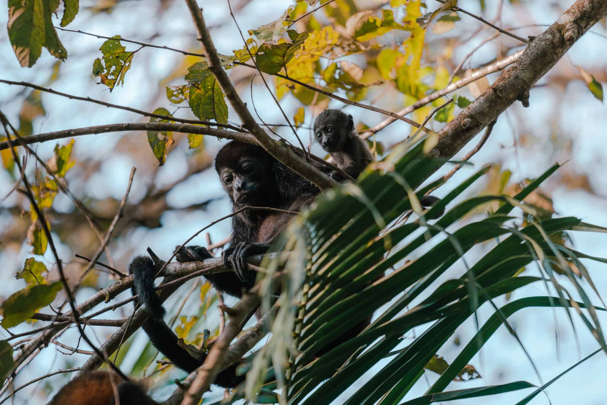 Howler Monkey with Baby Costa Rica