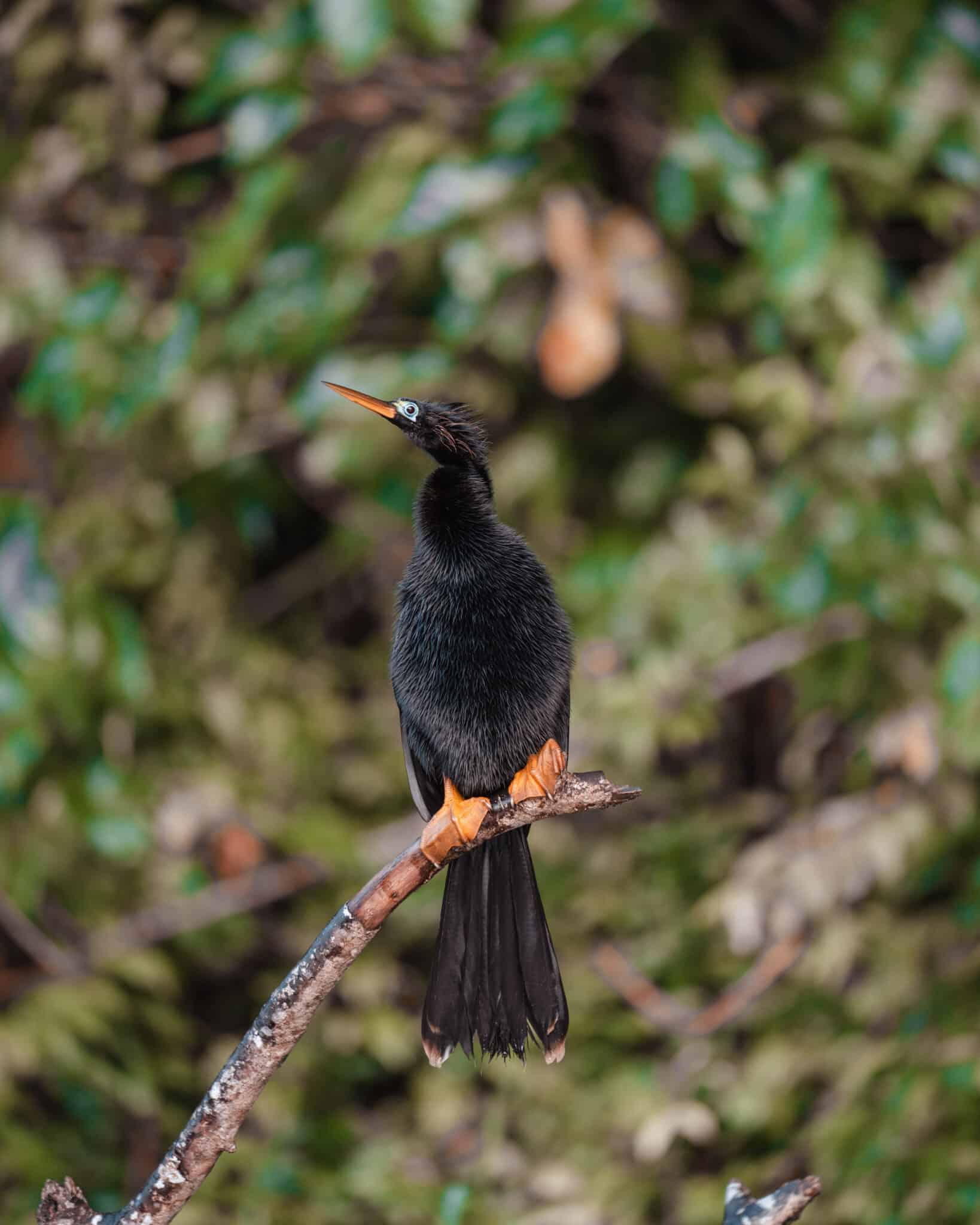 A black bird perched on a branch in Tortuguero, Costa Rica.