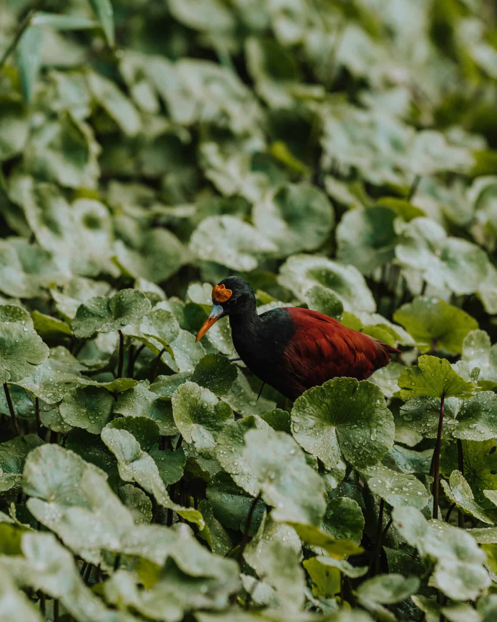 A bird is standing in a pond in Tortuguero, Costa Rica, full of lily pads.