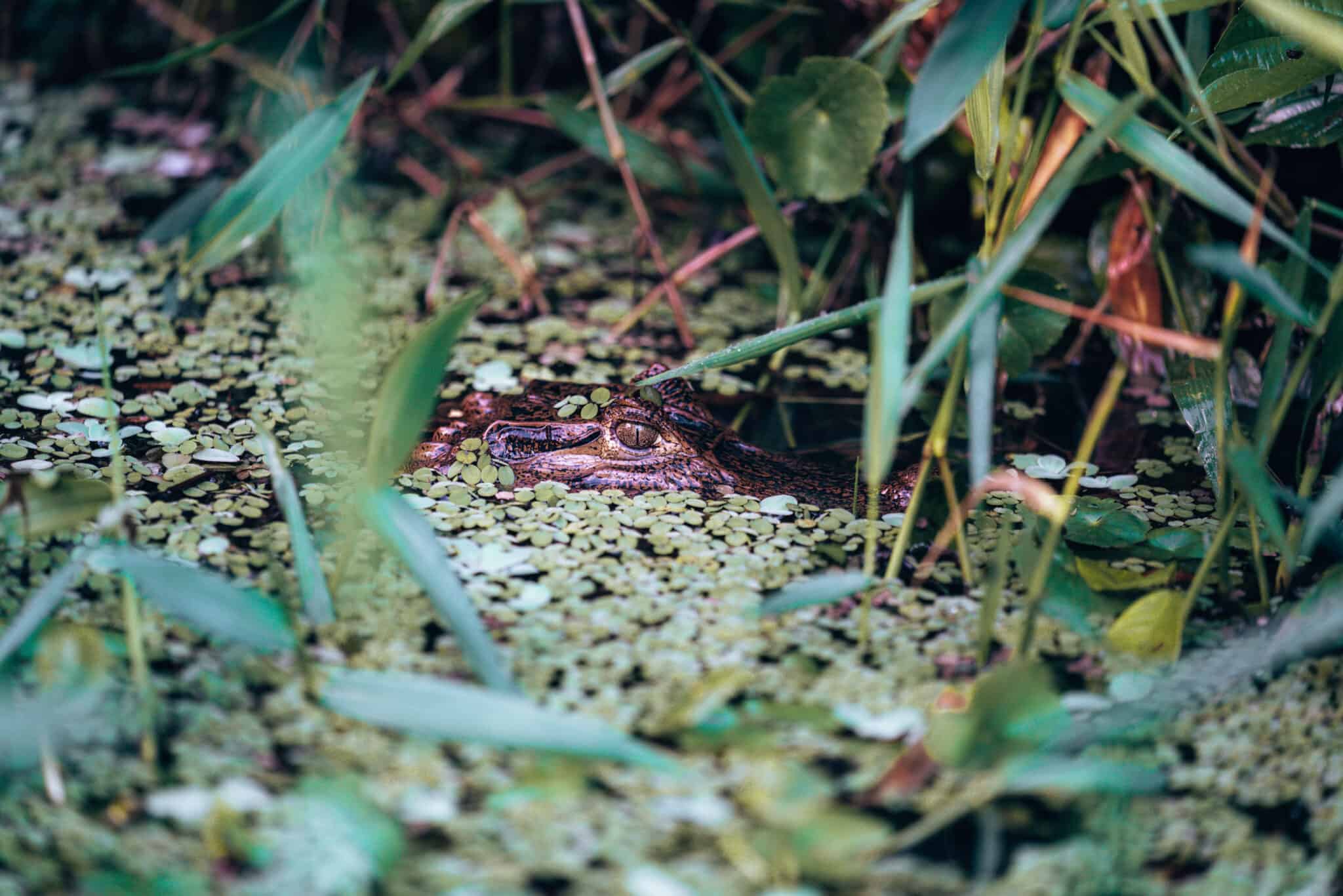A frog is sitting in a pond full of lily pads in Tortuguero, Costa Rica.