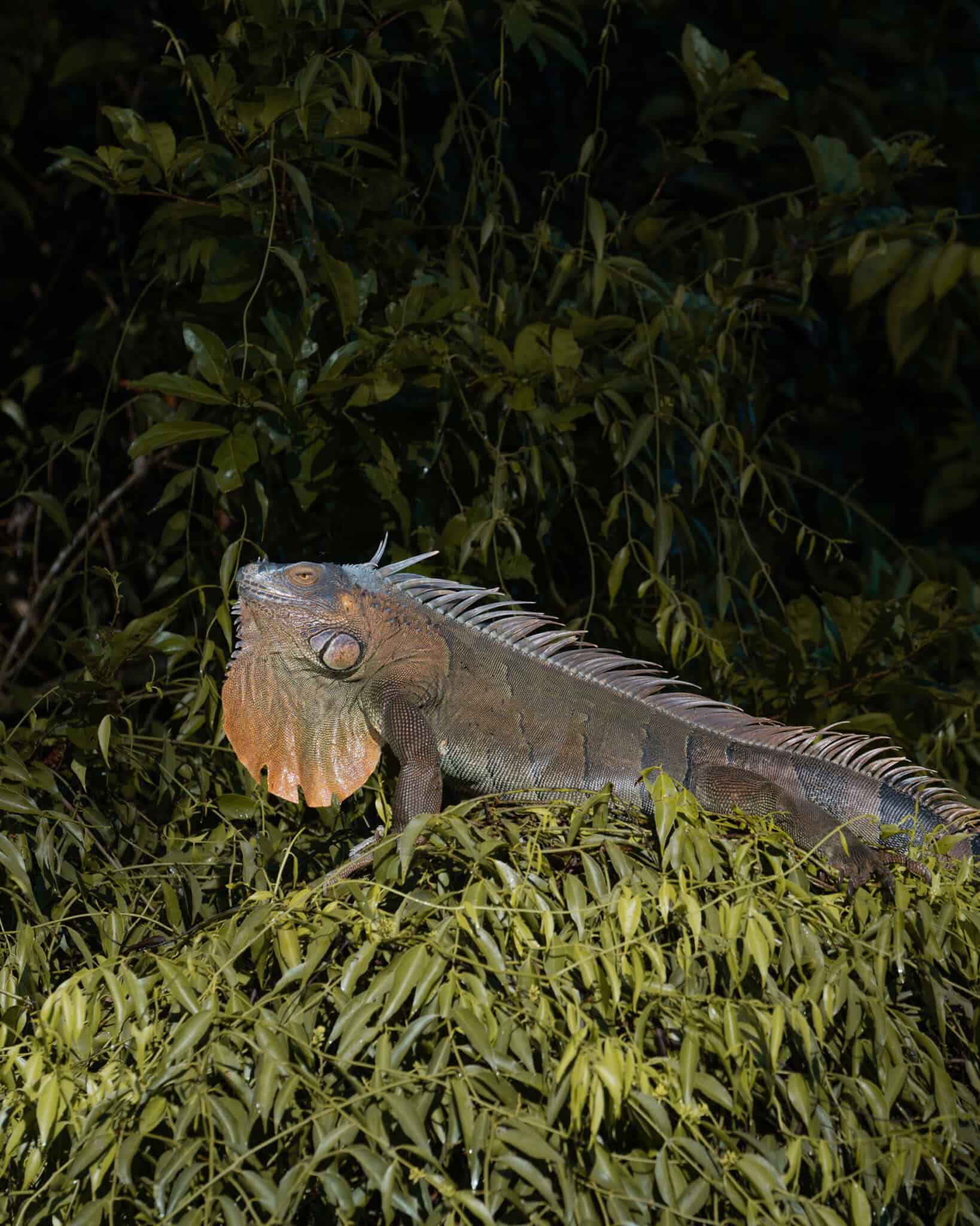 An iguana is sitting on a branch in Tortuguero, Costa Rica.