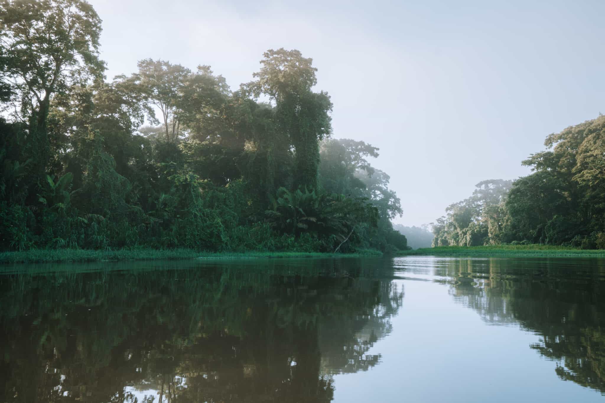 A river in Tortuguero, Costa Rica, embraced by lush green trees.