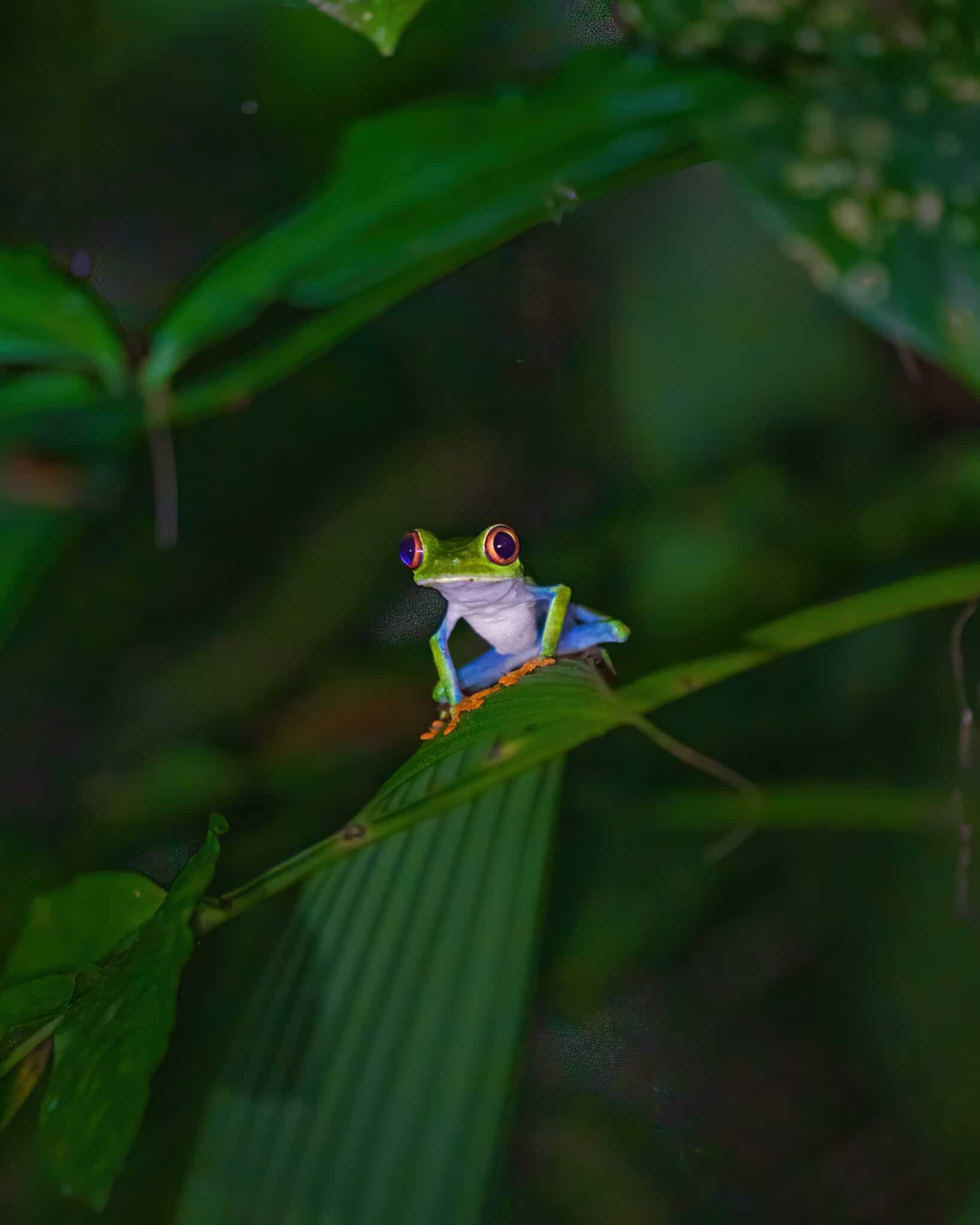 A small frog sits on a leaf in Tortuguero, Costa Rica.