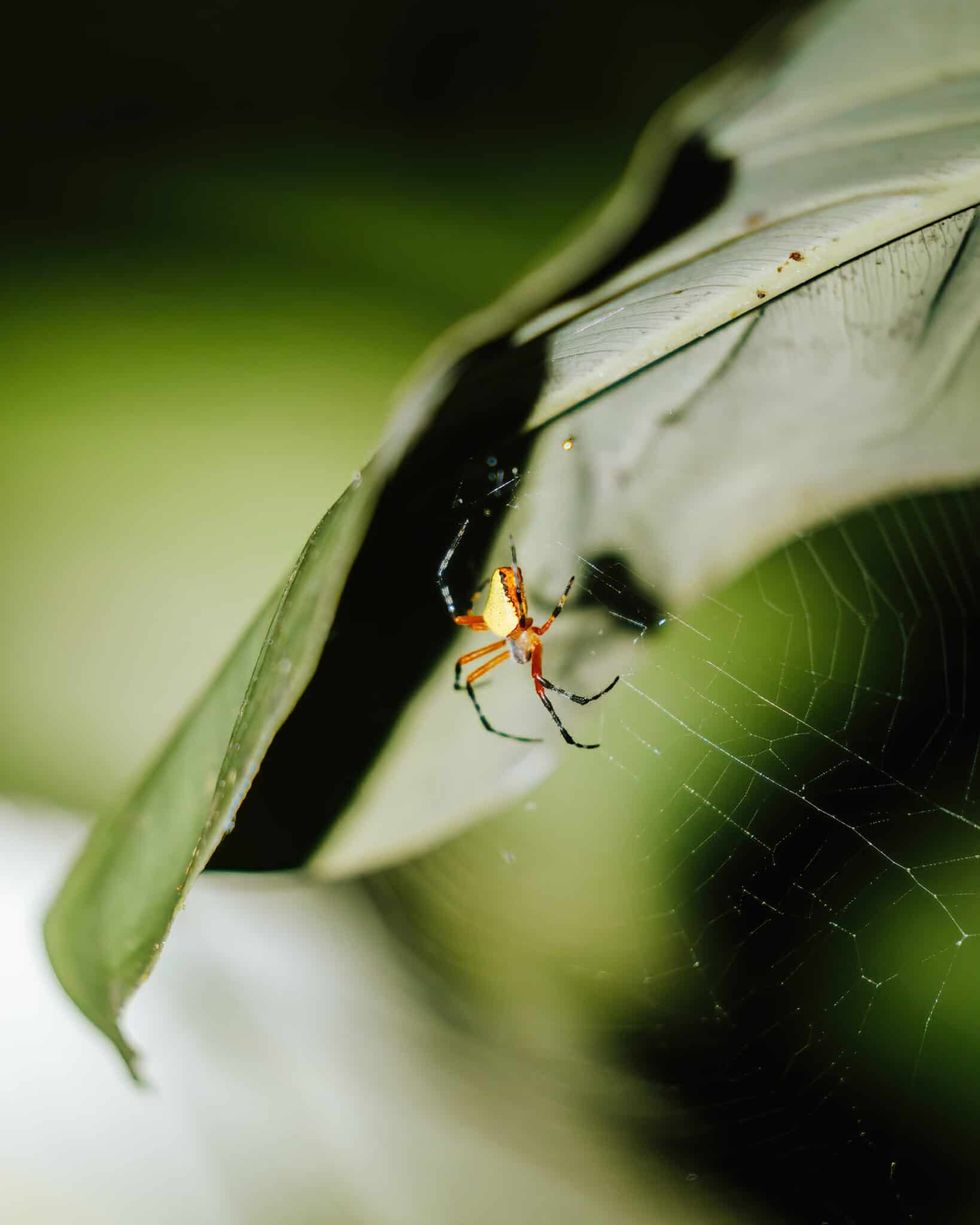 In Tortuguero, Costa Rica, a spider perches on a leaf.