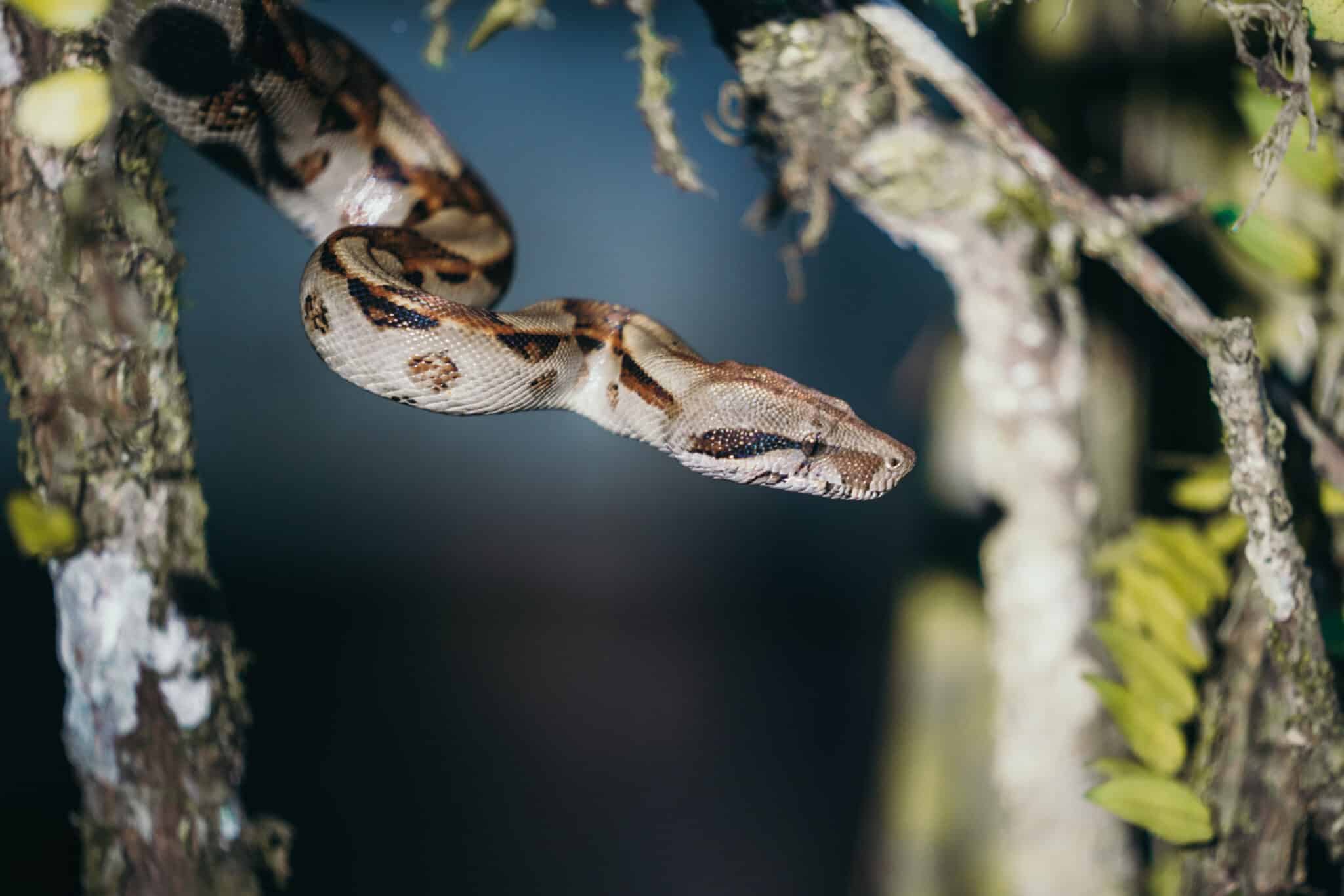 A python hanging from a tree branch in Tortuguero, Costa Rica.