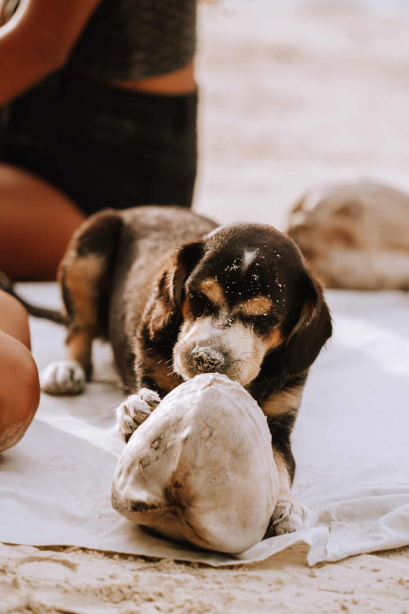 San Blas Islands Beach Dog Coconut