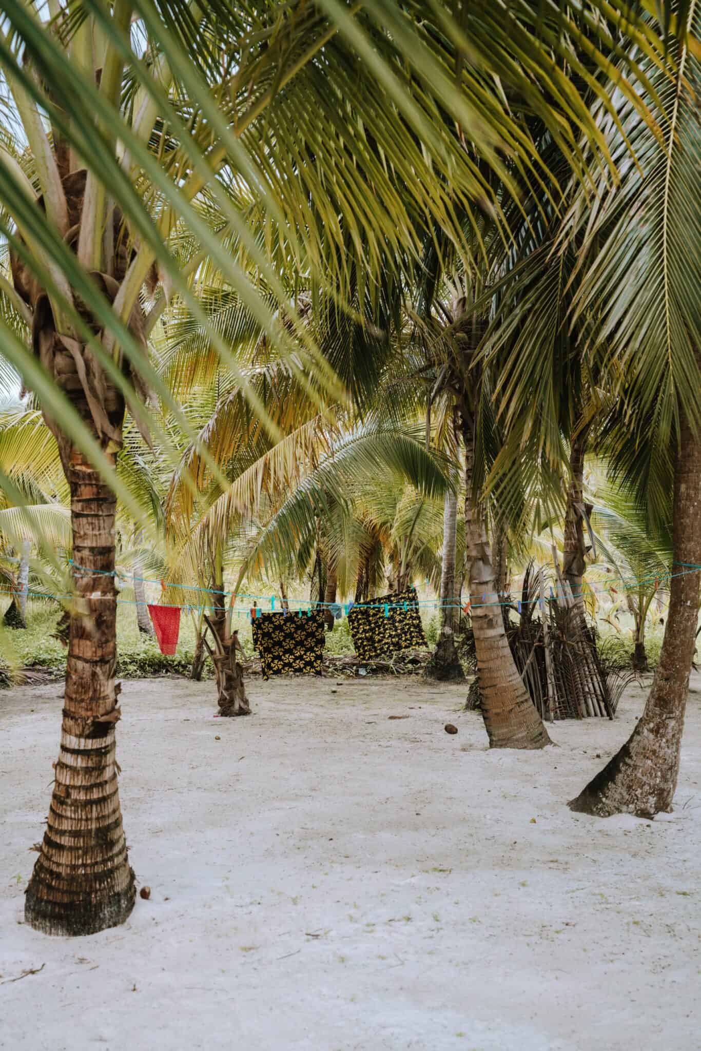 San Blas Islands Laundry Palm Trees