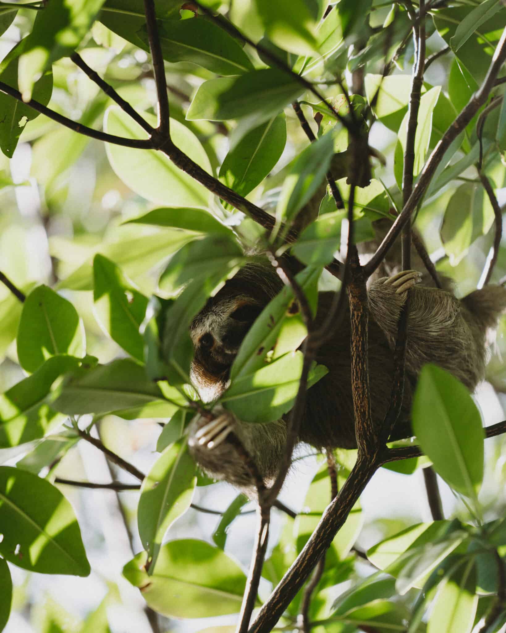 Sloth Island Bocas del Toro