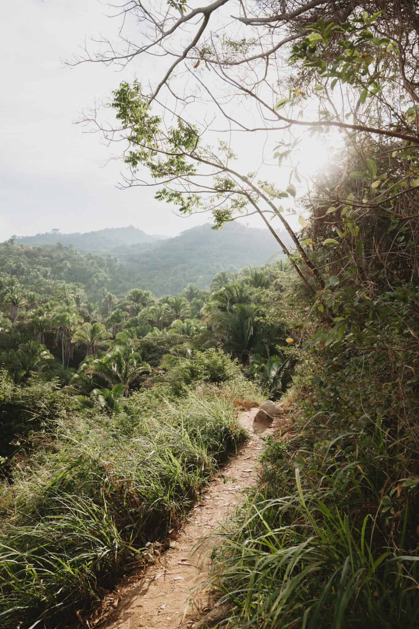 A trail leading through a lush green forest in Sayulita.