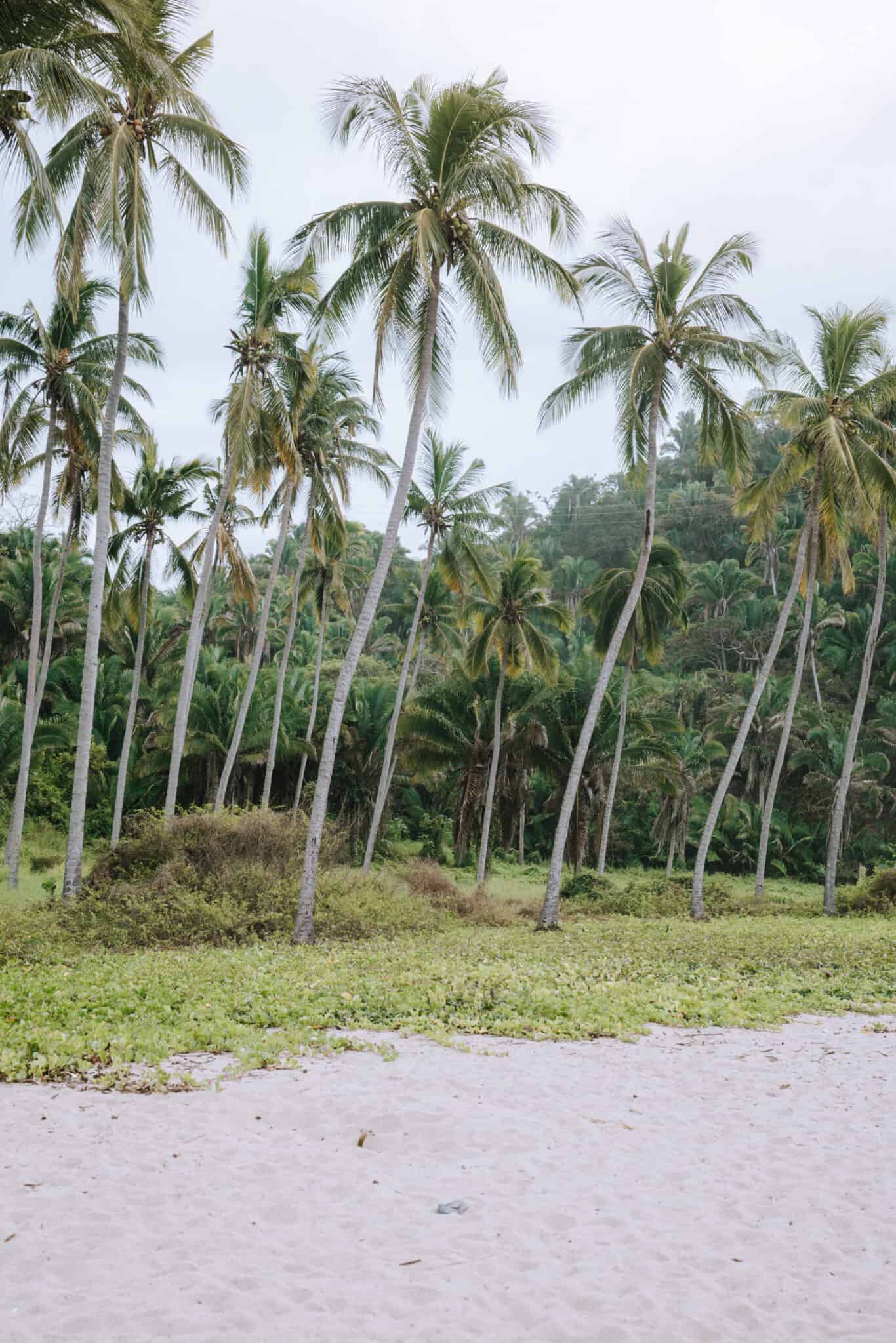 A Sayulita beach with palm trees in the background.