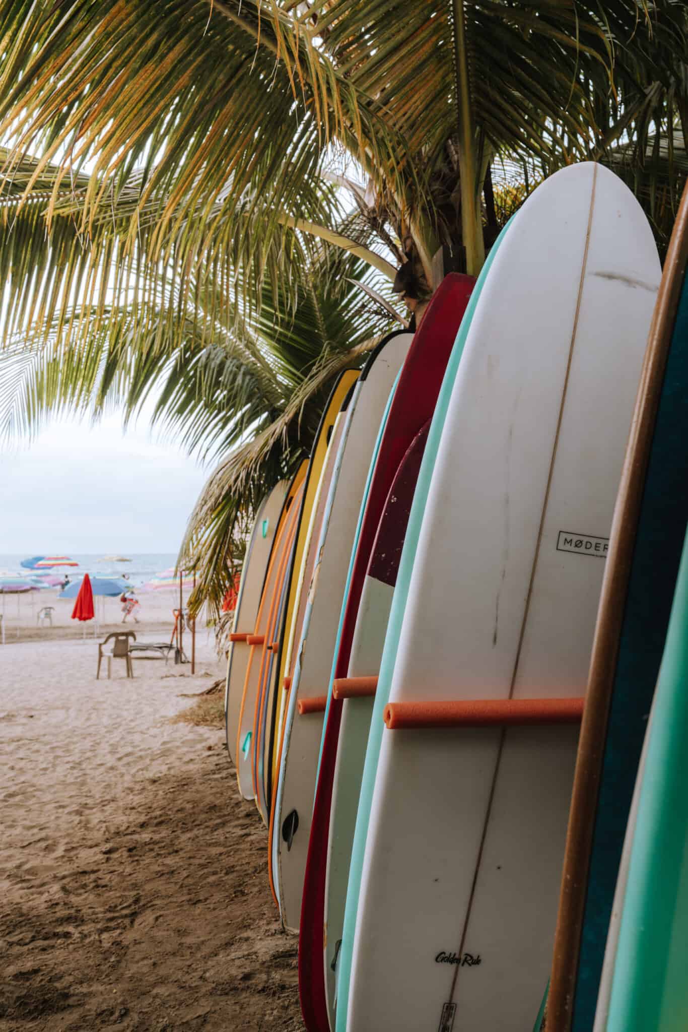 A group of surfboards leaning against a palm tree in Sayulita.