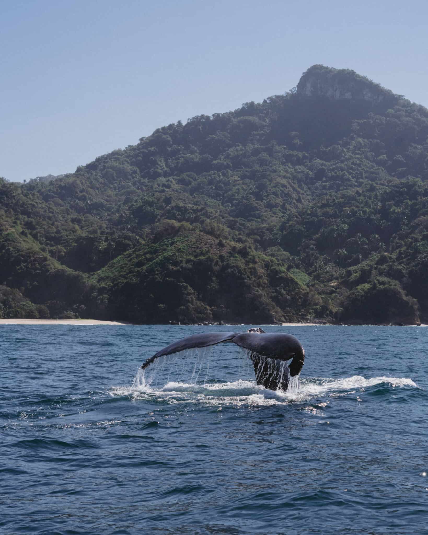 A humpback whale in the ocean off the coast of Sayulita, with mountains in the background.