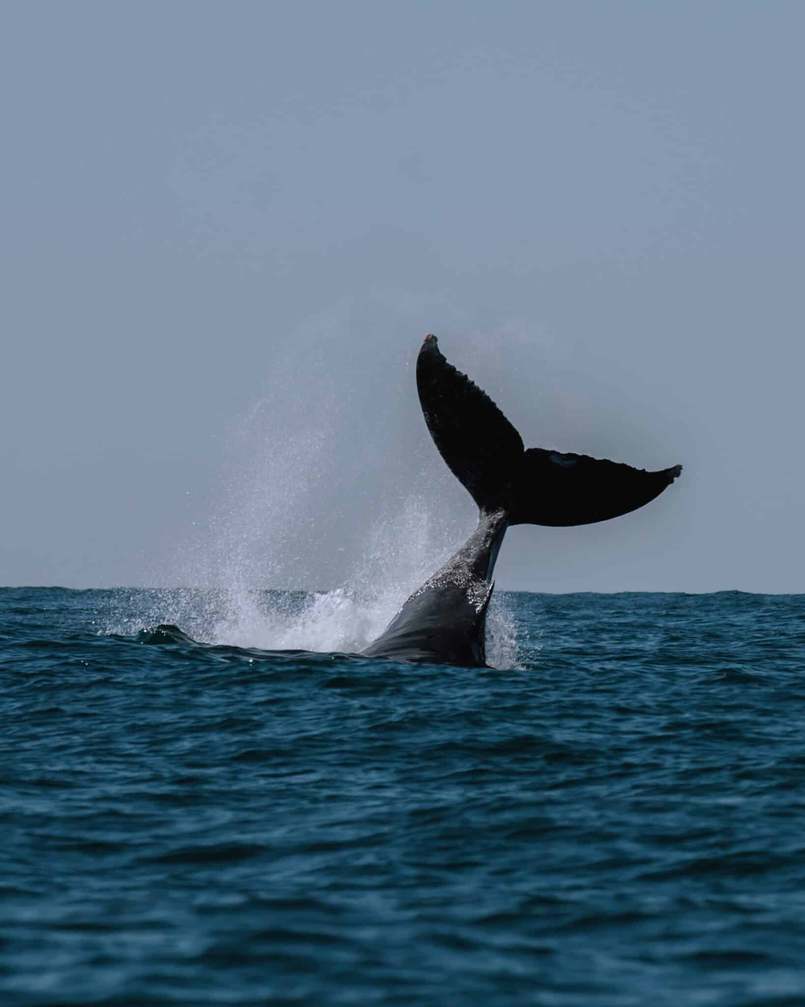 A humpback whale fins out of the Sayulita waters.