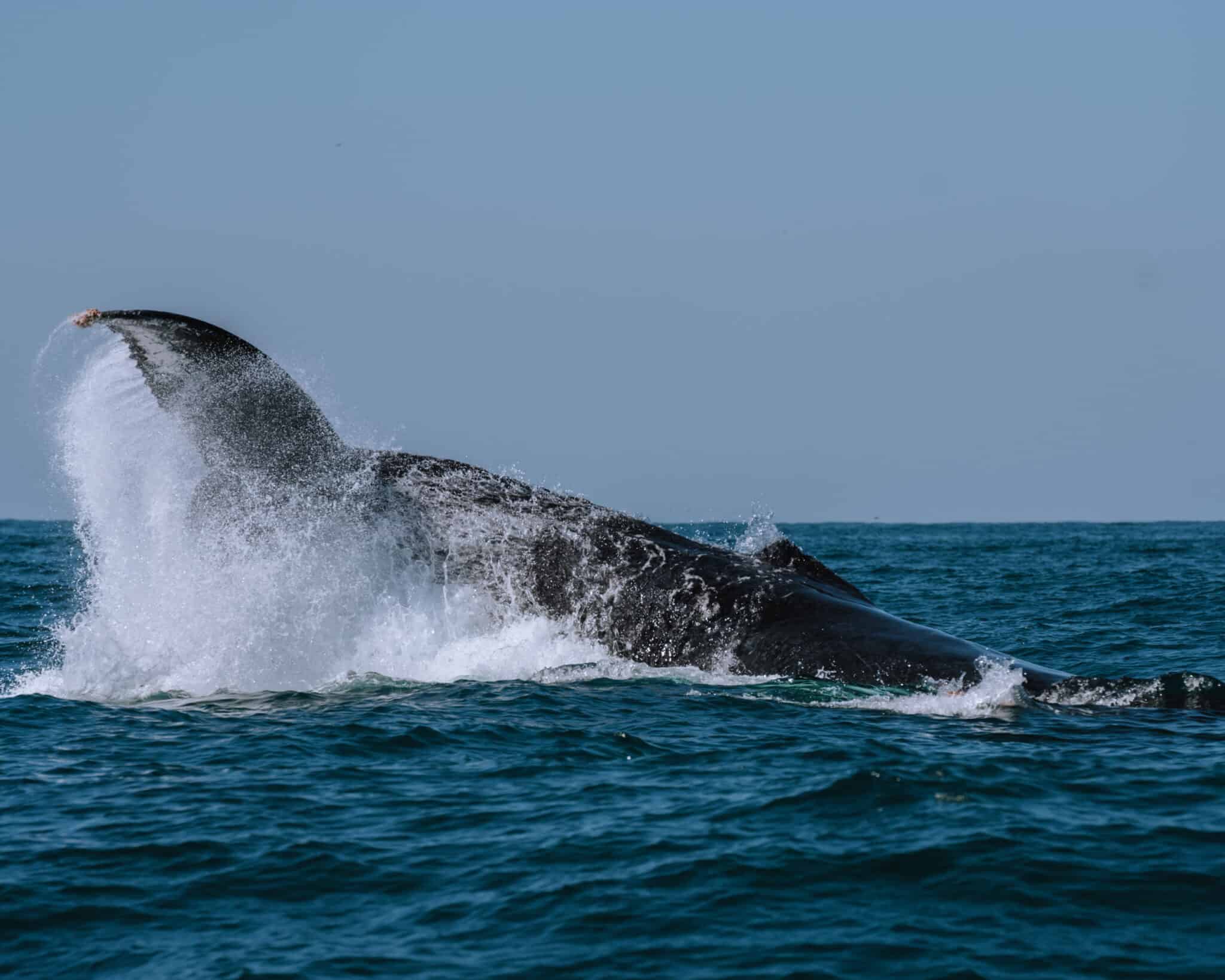 A whale is jumping out of the water in Sayulita.