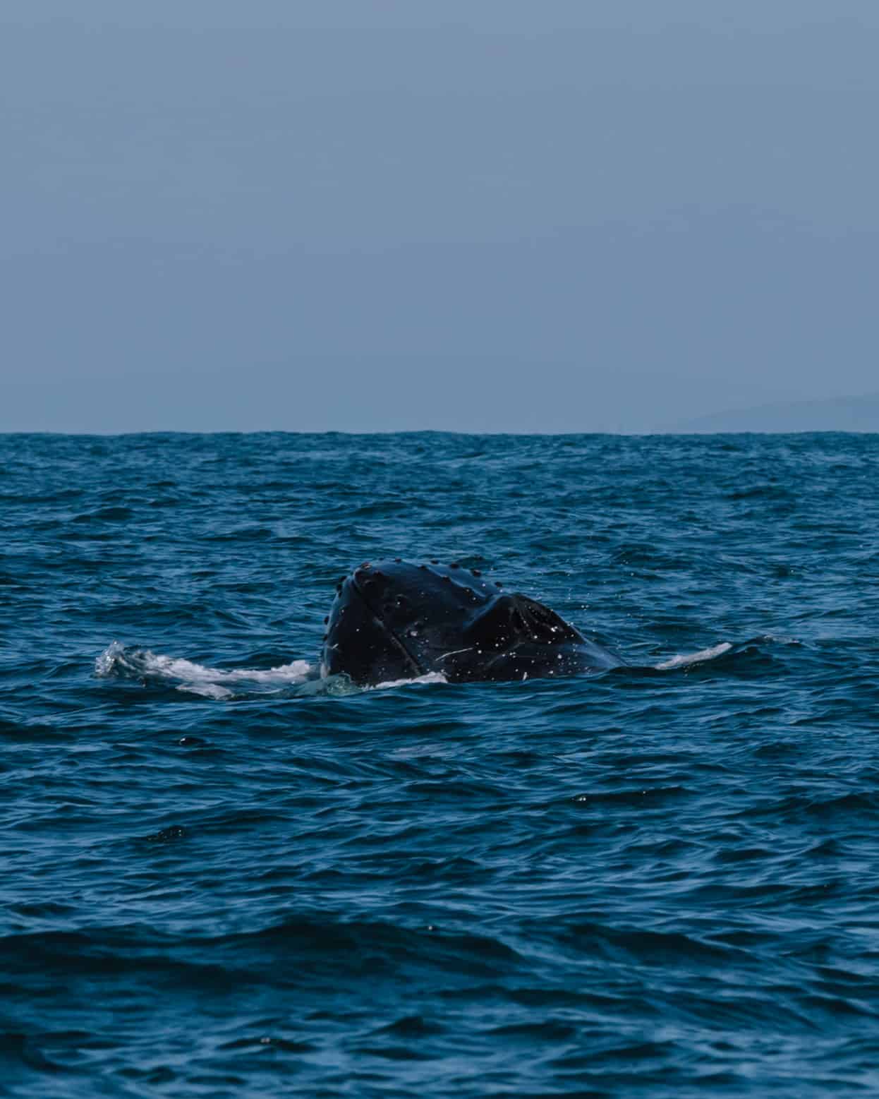 A humpback whale is swimming in the Sayulita ocean.