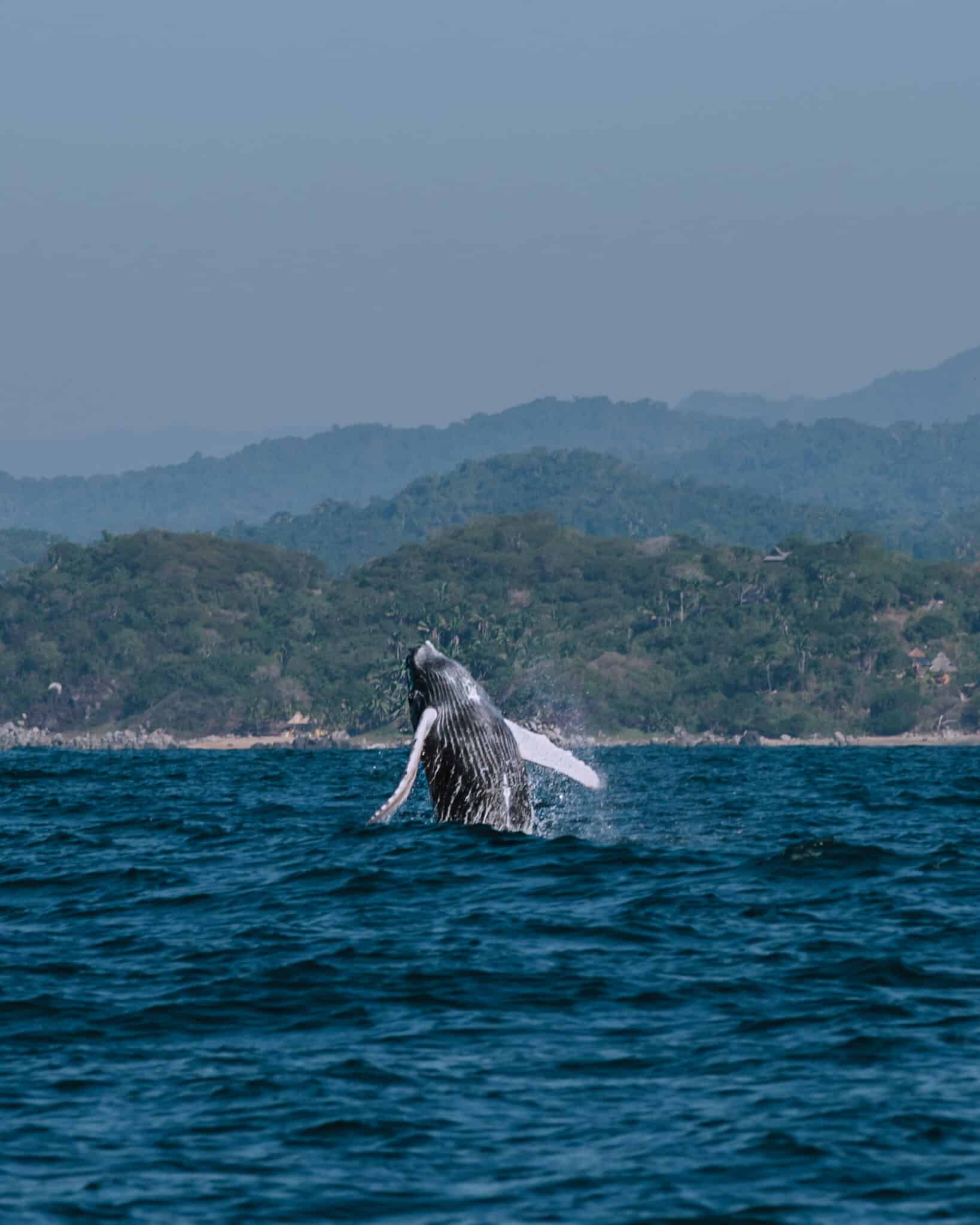 A humpback whale is jumping out of the water near Sayulita.