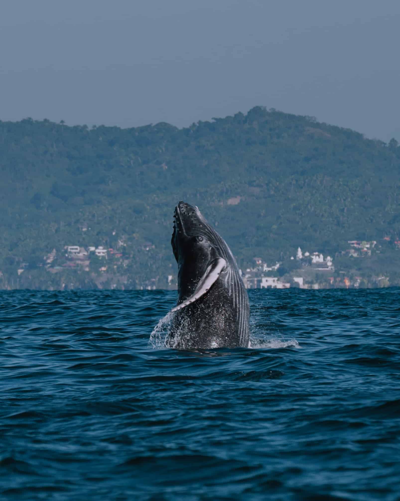 A humpback whale jumping out of the water in Sayulita.