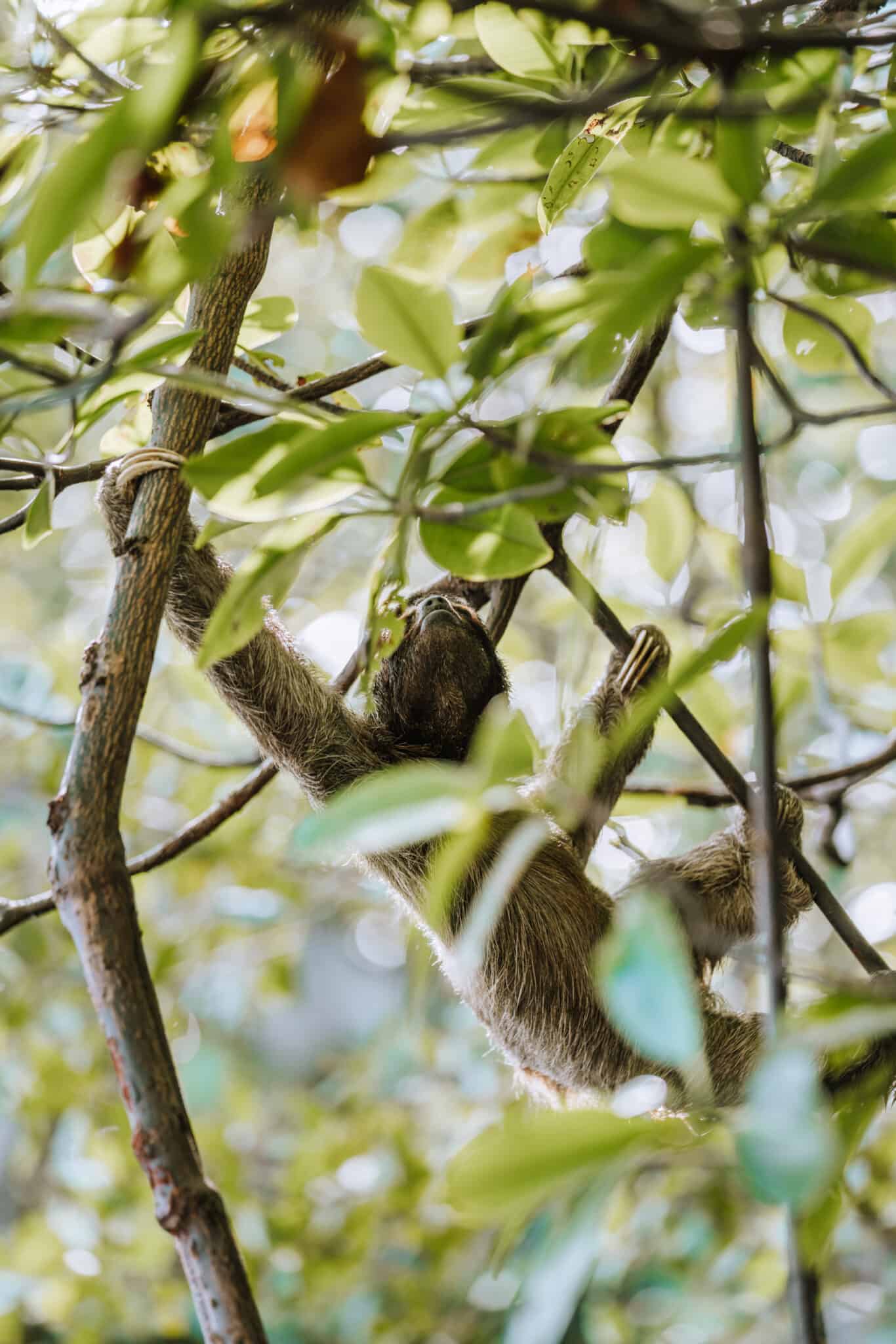In Puerto Viejo, Costa Rica, a sloth is hanging from a tree branch.