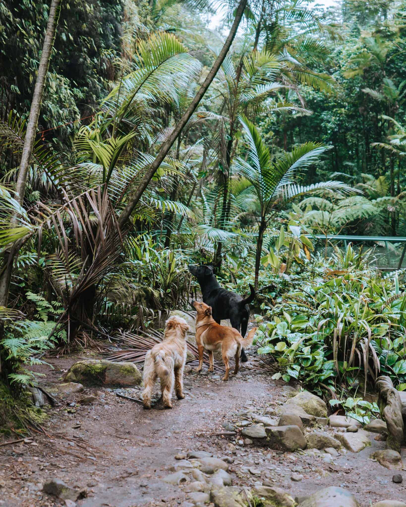 Rio Agrio Waterfall