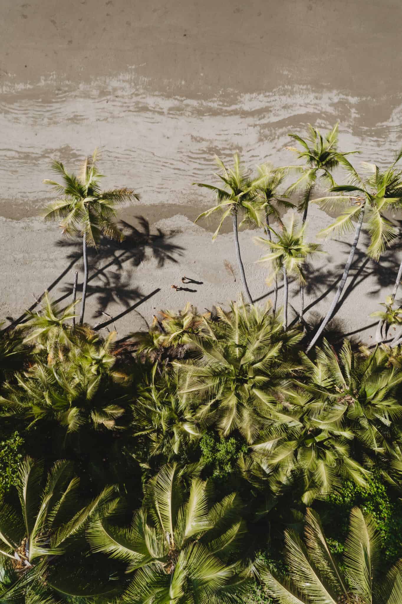 An aerial view of palm trees on a beach in Uvita, Costa Rica.