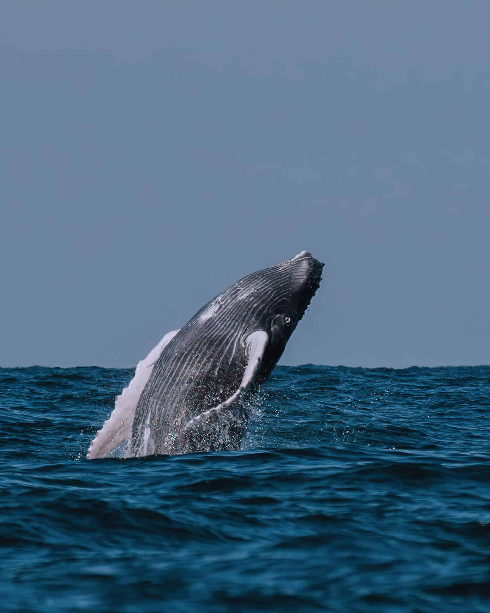 A humpback whale jumping out of the water in Uvita, Costa Rica.