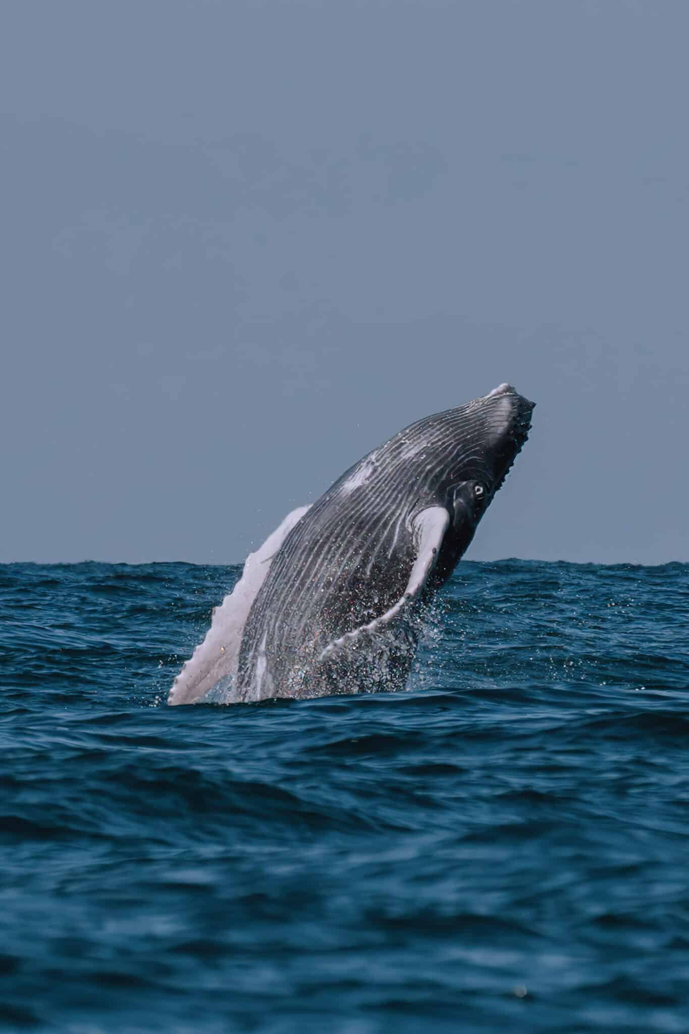 A humpback whale displaying its impressive acrobatics.