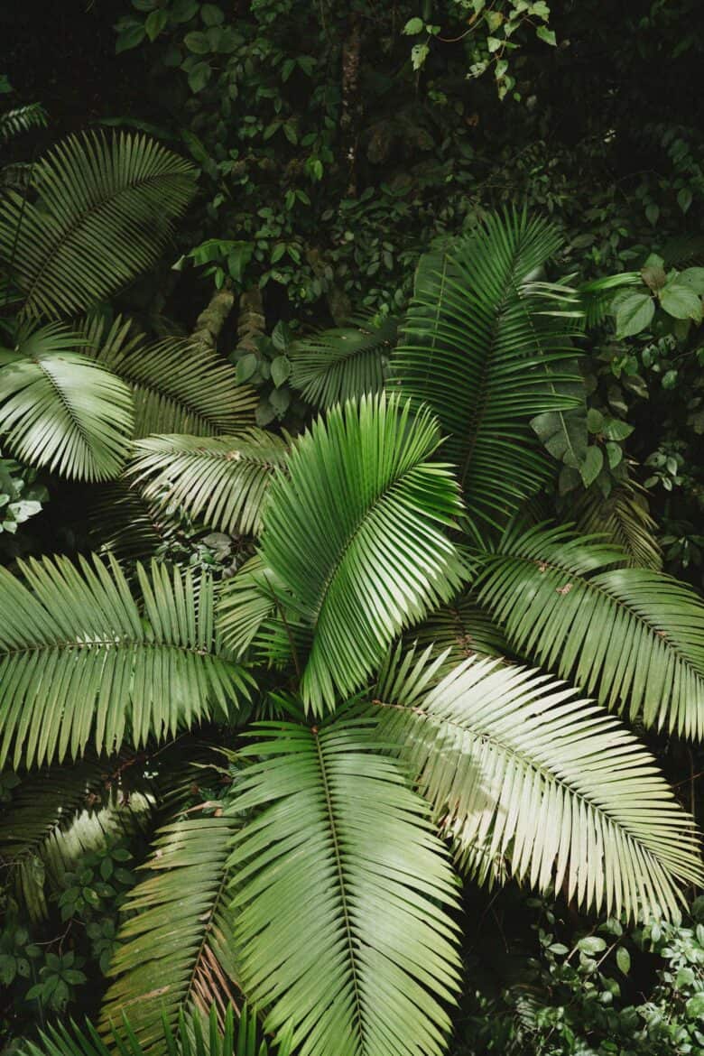 A large group of palm leaves in the jungle.