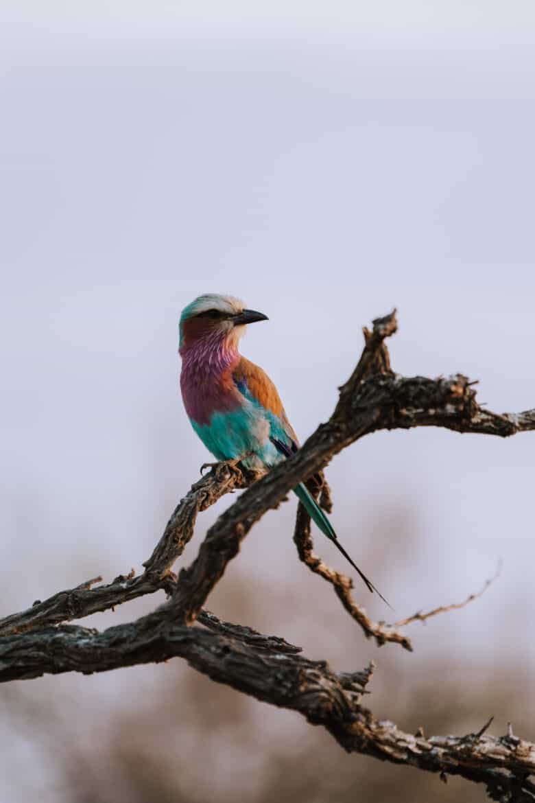 A colorful honeyguide is sitting on a branch in South Africa.