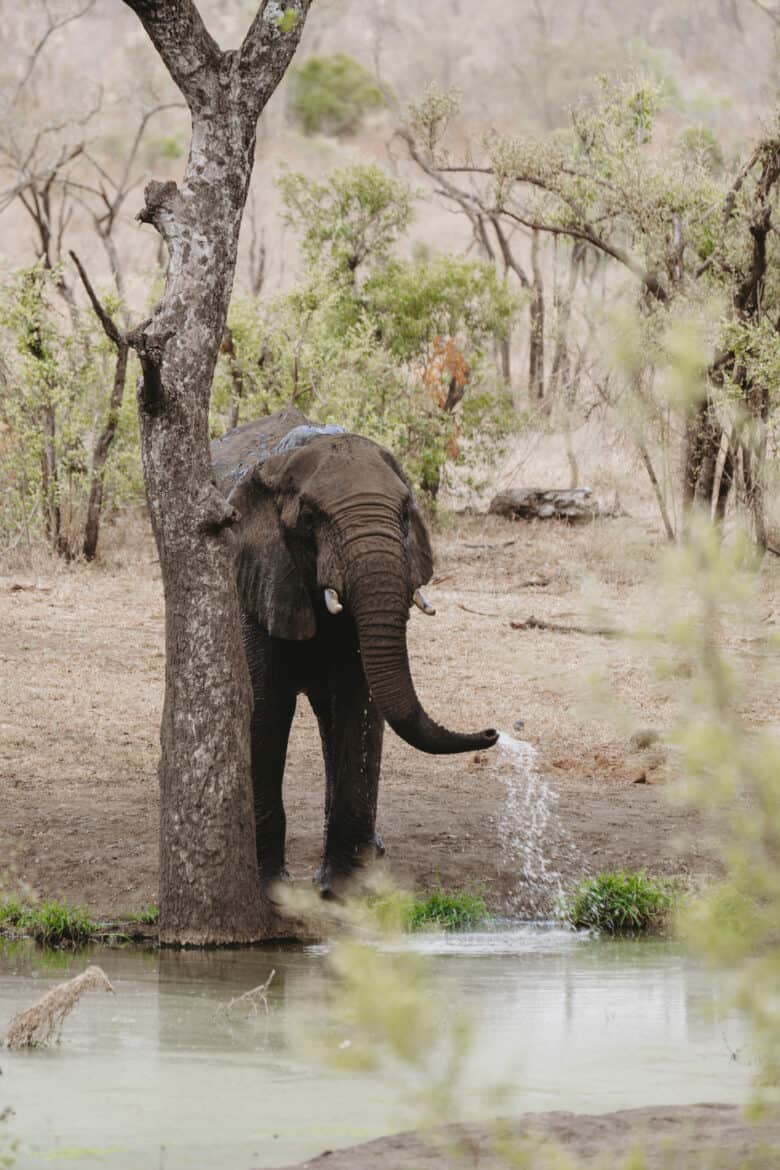 An elephant on safari in South Africa drinking water from a tree.