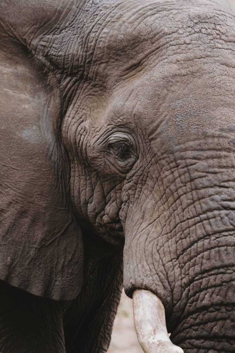 A close up of an elephant on safari in South Africa.