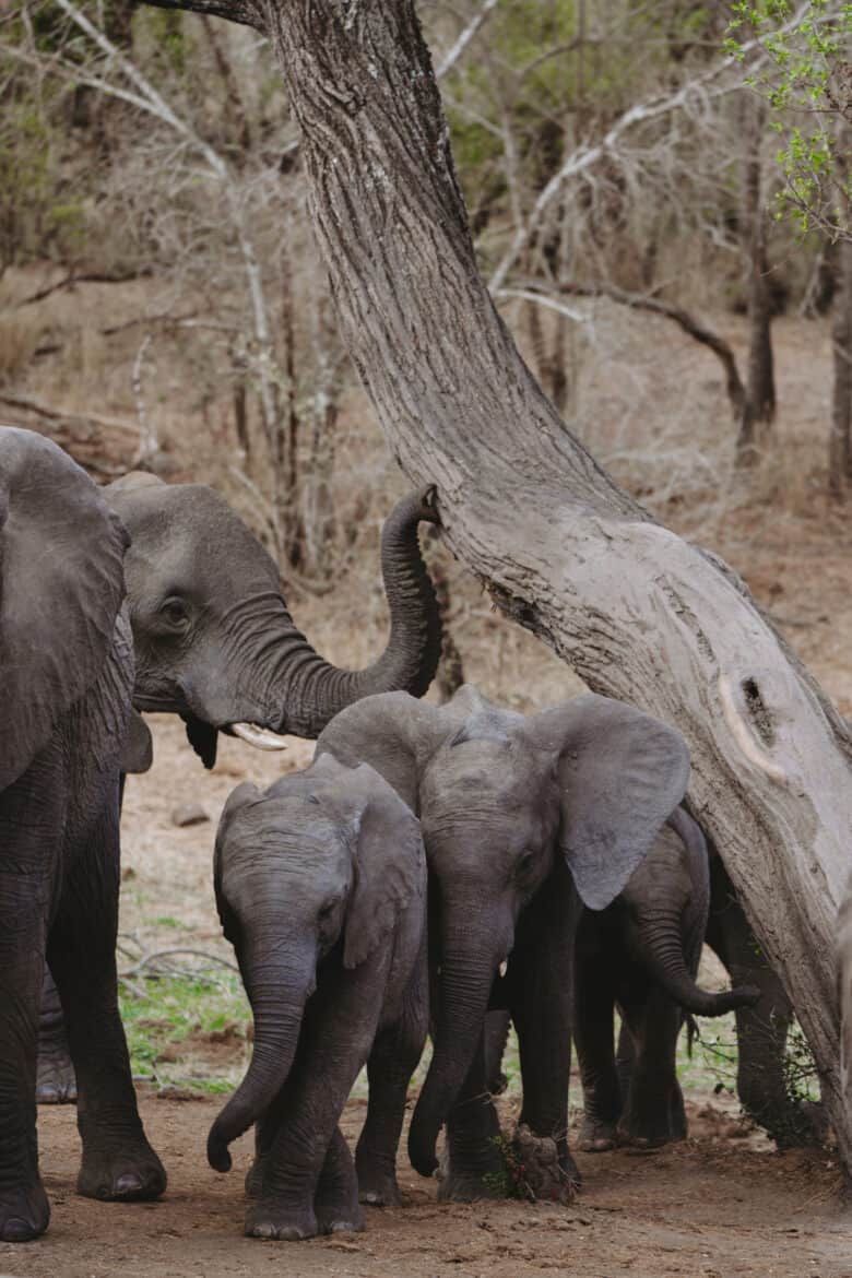 A safari in South Africa featuring a herd of elephants walking by a tree.