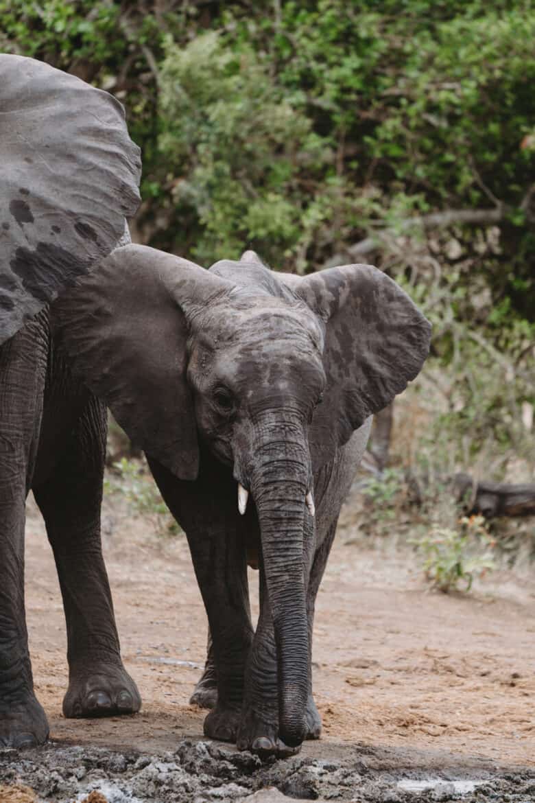 Two elephants at the honeyguide mantobeni camp.