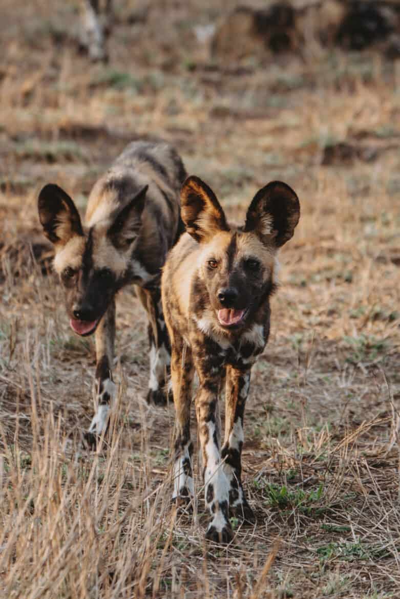 Wild Dogs