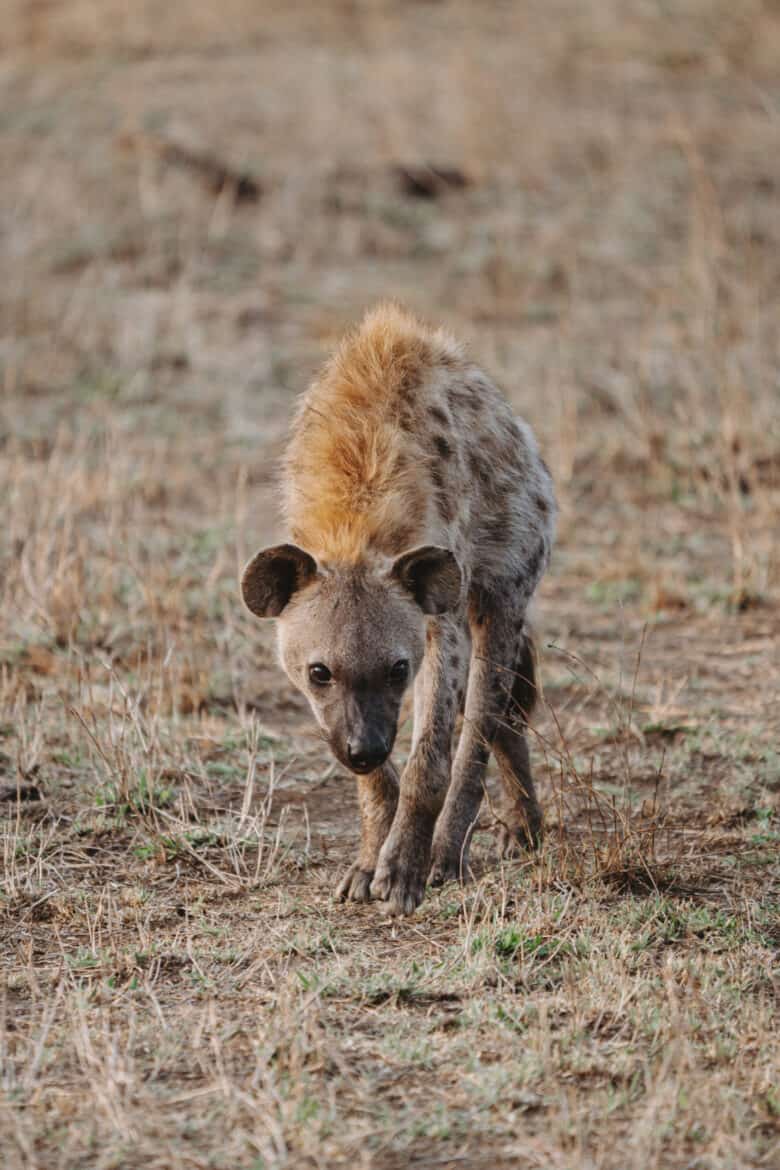 Hyena