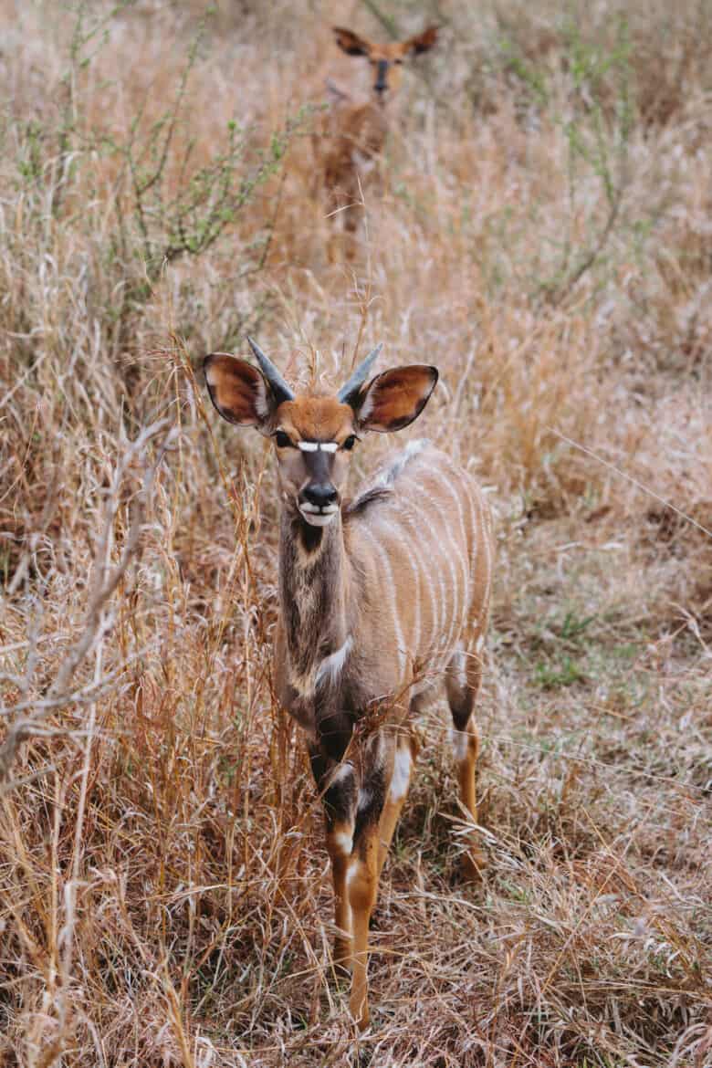 Antilope