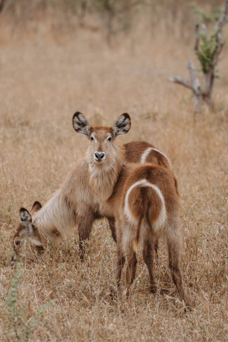 Waterbuck