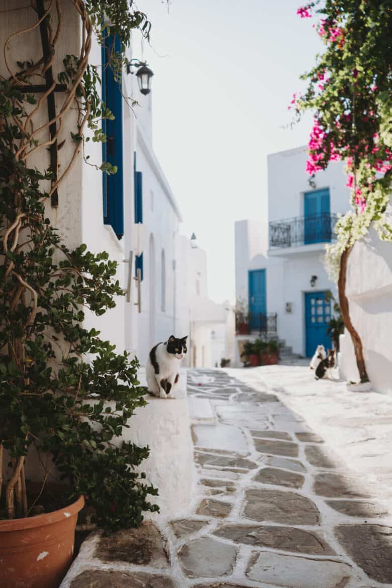 A cat sits on a cobblestone street in Mykonos, Greece, near Paros Island.