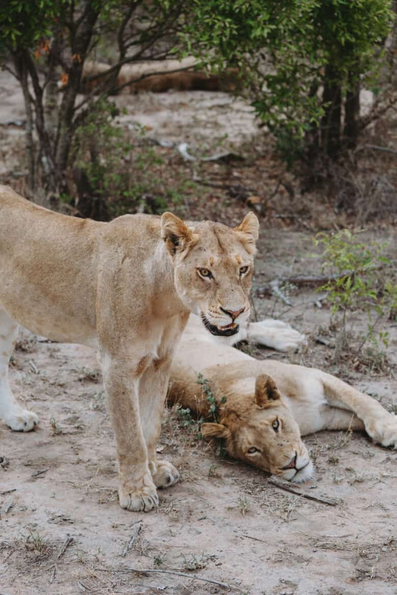 Lionesses