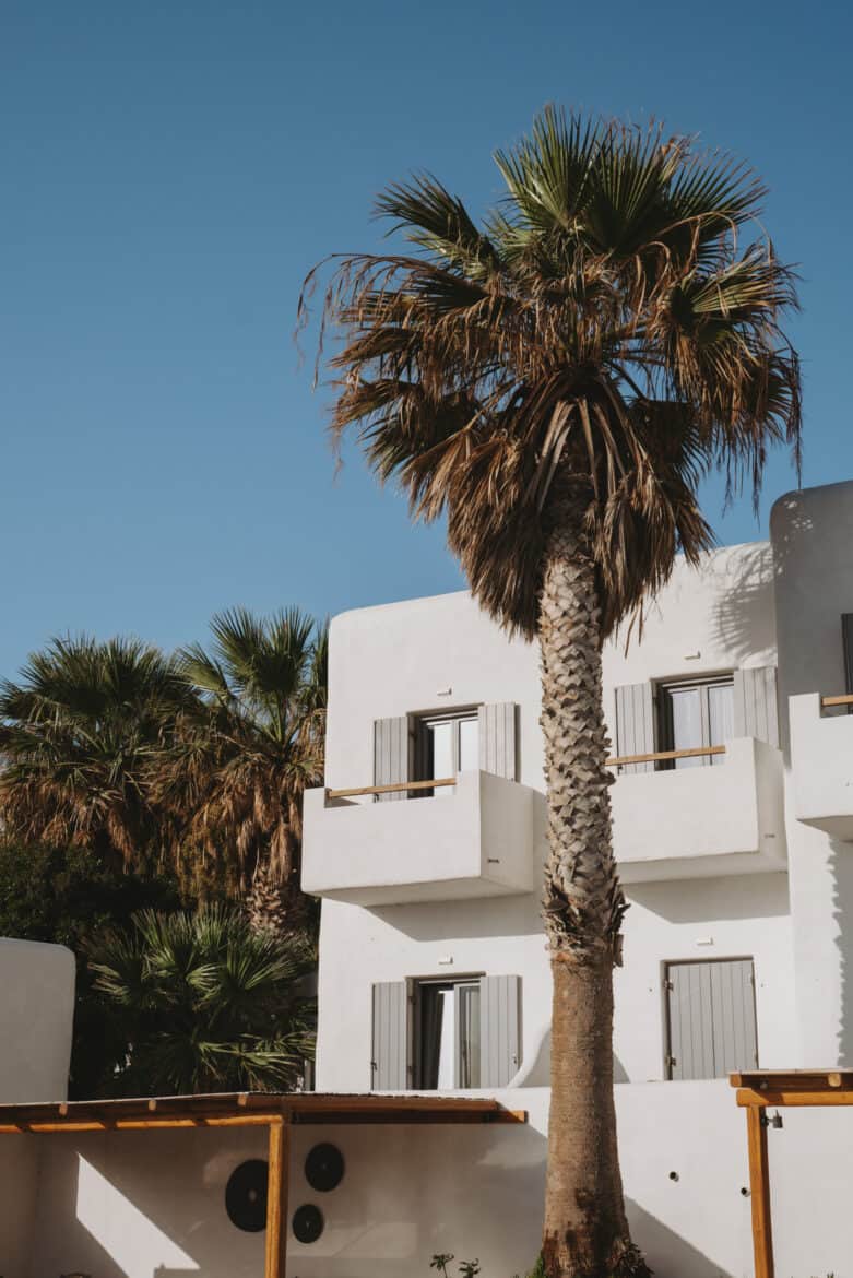 A white building with a palm tree in front of it on Paros Island, Naousa.