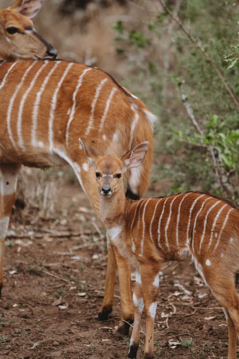 Impala