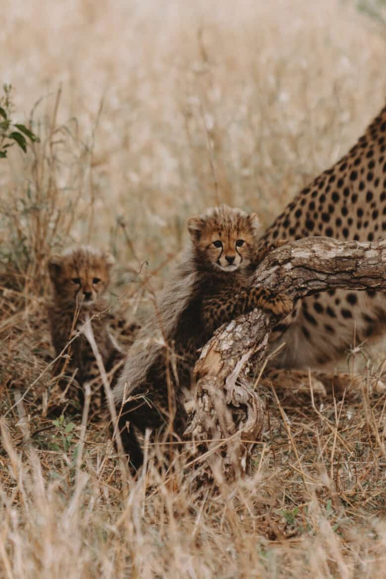 Cheetah Cubs