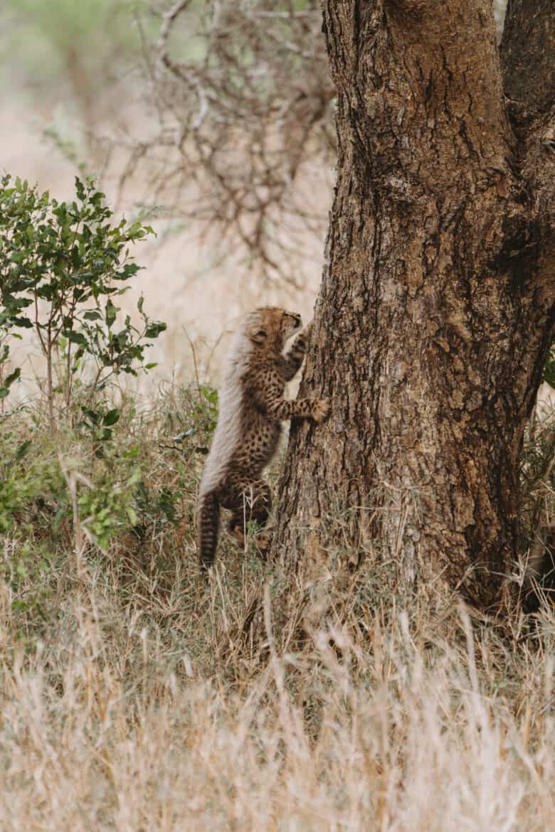 Cheetah Cubs