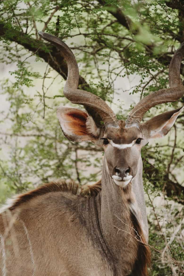An eco travel spot in South Africa, Rhino Sands offers opportunities to observe a majestic antelope with impressive horns surrounded by lush woodland.