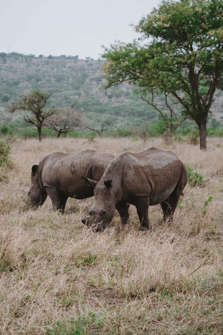 White Rhinos