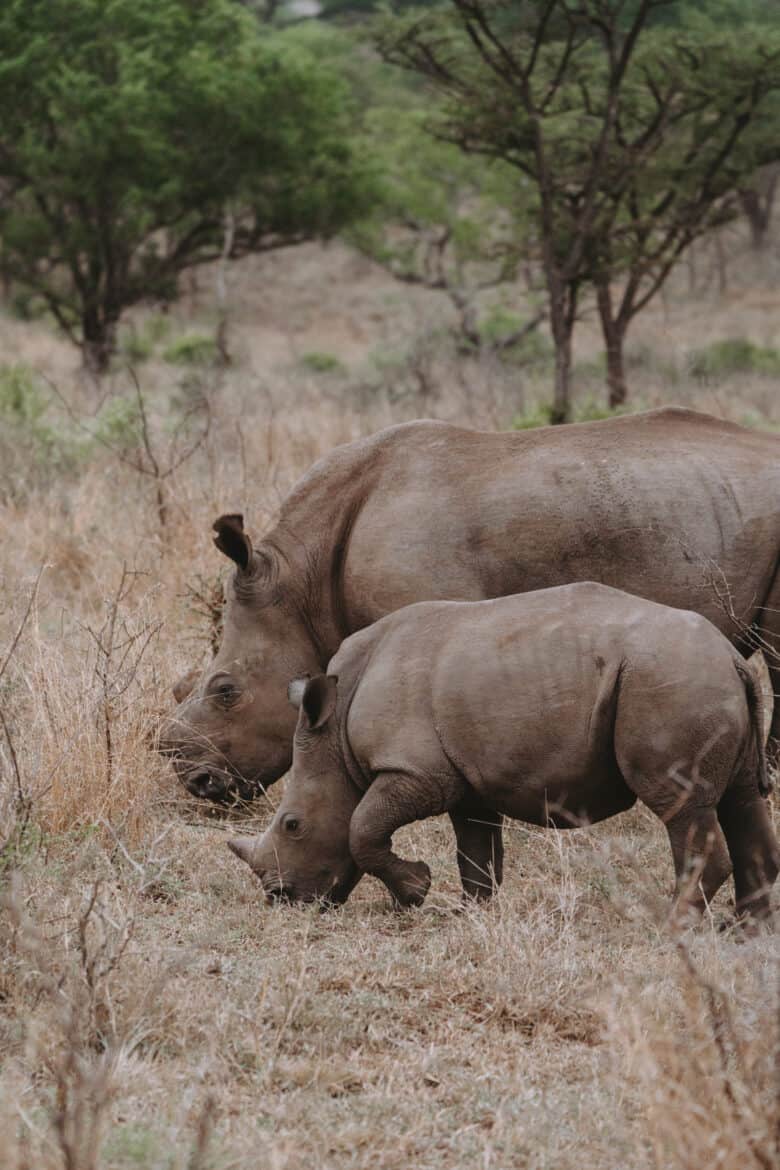 White Rhinos